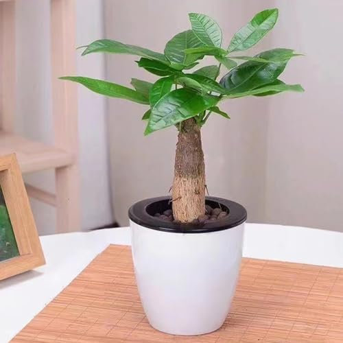 10 pcs glückskastanie pflanze samen baumsamen kübelpflanzen seltene pflanzen bonsai bäumchen kaufen geschenke garten wanddeko pflanzen topf pflanze gartenpflanzen winterhart mehrjährig