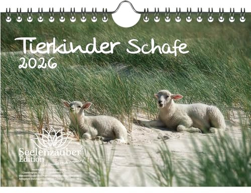 Tierkinder Schafe DIN A5 Kalender für 2026 Schafe und Lämmchen - Set-Inhalt: 1x Kalender 1x Weihnachtsanhänger 1x Grußanhänger (gesamt 3 Teile)