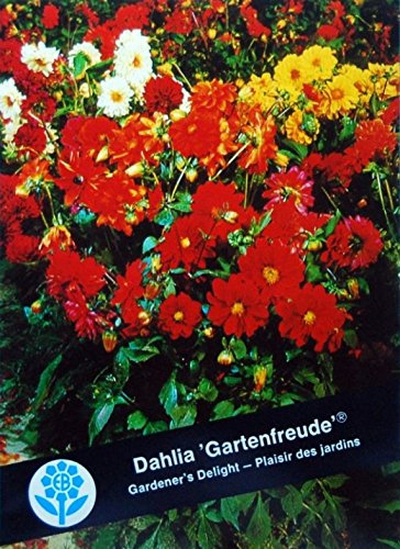 Dahlie Gartenfreude Mischung einjährig Höhe 30 cm Samen