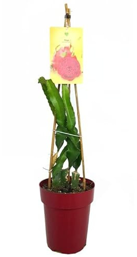 ÁRBOL FRUTAL TROPICAL PITAYA ROJA M23 60-80CM PLANTA NATURAL FRUTA DEl DRAGÓN