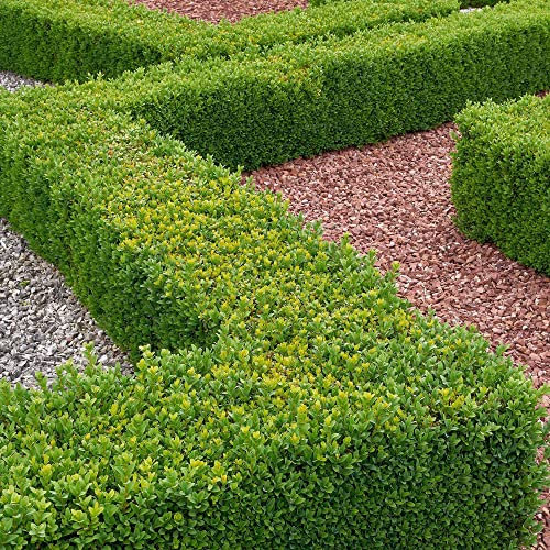 Buxus Sempervirens | Piante Topiaria Classiche | Siepi di Bosso in Vaso (10 Piante)