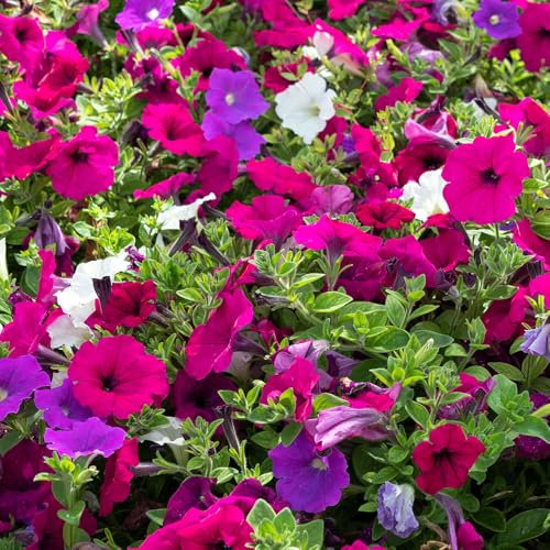 Petunia Balcony Mixed Seeds – Cascading & Vibrant Blooms – Must Have for Hanging Baskets & Window Boxed – for Your Beautiful Garden