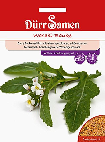 Wasabi Rauke,Diplotaxis erucoides ca. 100 Korn