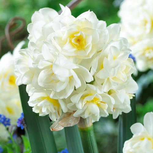 Narzissen Erlicheer Sommerblüte Blumenzwiebel (25 Narzissenzwiebeln), mehrjährig und winterhart, duftende Blumenzwiebel mischung aus Holland für Garten und Topf, (keine Samen, nicht künstlich)