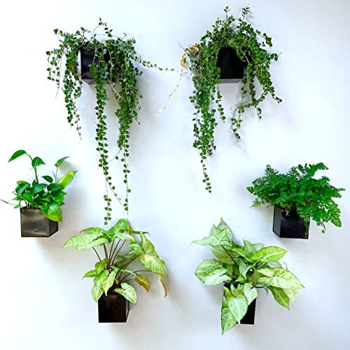LaLaGreen Lot de 6 Petits Pots de Fleurs muraux carrés en métal de 10,2 cm pour Plantes d'intérieur et d'extérieur Noir