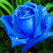 60 semi di fiori di rosa blu:Seeds Only