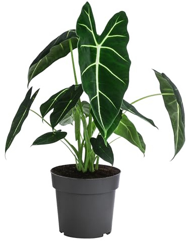 Dehner Pfeilblatt Frydek, pfeilförmige Blätter, ca. 20-30 cm, Ø Topf 17 cm | Alocasia micholitziana, tropische Zimmerpflanze, für helle bis halbschattige und luftfeuchte Standorte