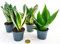 POWERS TO FLOWERS - SANSEVERIA MINI POKER, VASO 6CM DIAMETRO, Piante vere