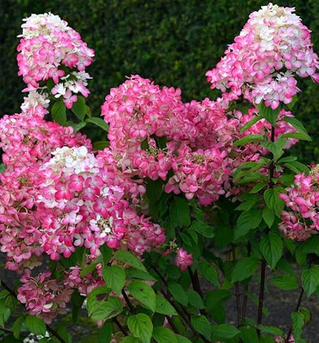Rispenhortensie Bloody Merry 40-60cm - Hydrangea paniculata - lebende Gartenpflanze aus den Baumschulen