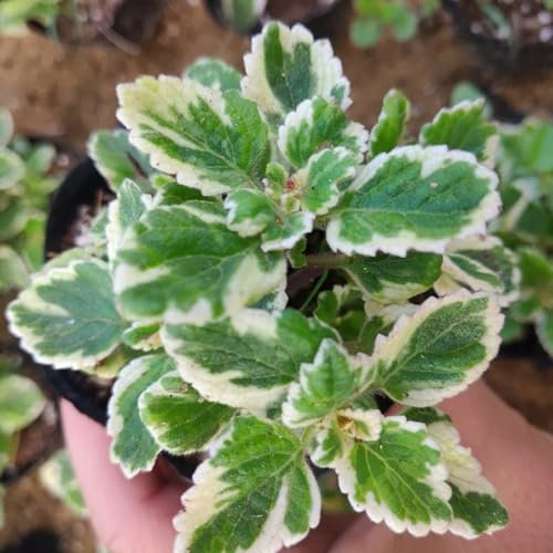 20 pcs plectranthus pflanze samen, kräuterpflanzen, gartenpflanzen heilkräuter samen, balkon beet blumensamen kaufen, ostergeschenke kräuterbeet indoor, bio samen bodendecker winterhart,