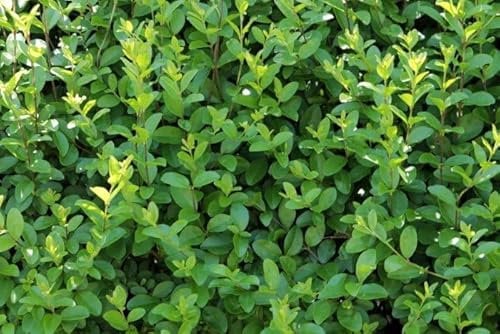 50 piante di Ligustrum ovalifolium (Ligustro) H120cm foto reali