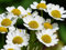 2500 Graines de Camomille Matricaire - plante aromatique médicinale - semences paysannes reproductibles - SemiSauvage