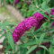 Buddleja Davidii Schmetterlingsstrauch Sommerflieder insektenfreundlich | Perfekt für Bienen, Hummeln und Schmetterlinge (80-100 cm (C7,5), Royal Red)