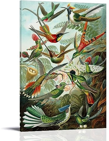 NgAnoh Kolibri-Illustration von Ernst Haeckel, Leinwanddruck, Poster, Kunstwerke, Leinwand, ästhetische Wandkunstdrucke, Heimdekoration, Geschenke, 30 x 45 cm