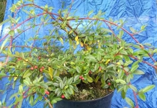 Cotoneaster salicifolius Parkteppich - Teppichmispel - immergrüne Kriechmispel Verpackungseinheit 5