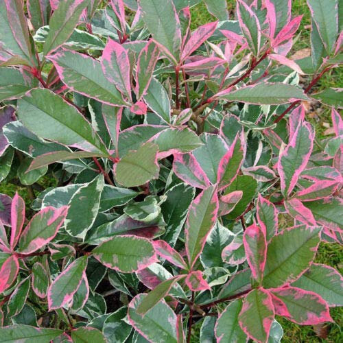 Photinia x Fraseri 'Pink Marble' Fotinia Variegata Pianta da Siepe h.40/60 cm Vivaio di Castelletto