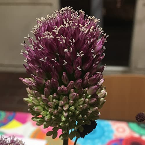 Blumenzwiebeln Alliumzwiebeln Allium sphaerocephalon (50 Zwiebeln)