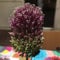 Blumenzwiebeln Alliumzwiebeln Allium sphaerocephalon (50 Zwiebeln)