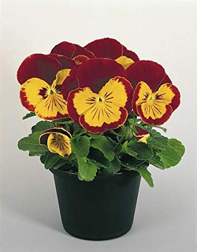 Pansy Joker Red Gold x 25 Seeds, Excellent Bedding Plant, Fairy Flower Seeds