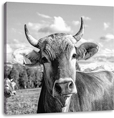Pixxprint Neugierige Kuh auf Weide im Allgäu, Monochrome, Größe: 40x40 cm, Leinwandbild Quadratisch, Wandbild, Kunstdruck, fertig bespannt