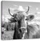 Pixxprint Neugierige Kuh auf Weide im Allgäu, Monochrome, Größe: 40x40 cm, Leinwandbild Quadratisch, Wandbild, Kunstdruck, fertig bespannt