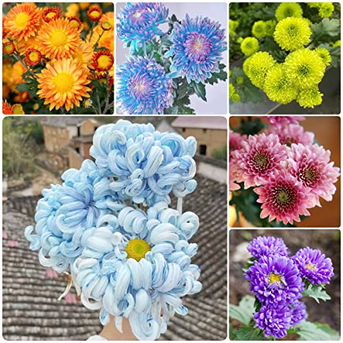 Chrysanthemen Mehrjährig Mix, Chrysantheme Samen Dendranthema Morifolium, Blumenmischung Topfpflanzen Draußen Winterhart Mini Garten Bio Saatgut Wiesenblumen Samen Gartenarbeit 150 Stück