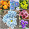 Chrysanthemen Mehrjährig Mix, Chrysantheme Samen Dendranthema Morifolium, Blumenmischung Topfpflanzen Draußen Winterhart Mini Garten Bio Saatgut Wiesenblumen Samen Gartenarbeit 150 Stück
