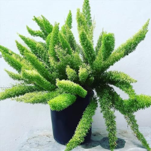 100 Pc Semillas De Plantas Ornamentales De Espárragos, Helecho Cola De Zorra, Semillas De Tejados Verdes, Regalos Sostenibles (Espárragos Densiflorus) Plantas Trepadoras, Resistentes