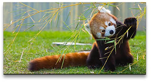 Paul Sinus Leinwandbild 120x60cm Kleiner roter Panda Süß Niedlich Knuddelig Flauschig