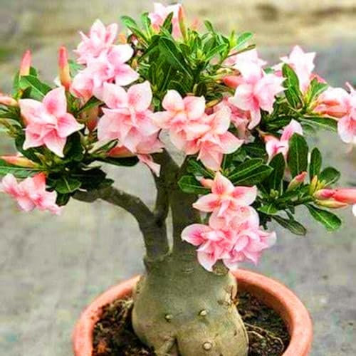 WüStenrosenknolle-Winterhart MehrjäHrig,Wüstenrose Rhizome,WüStenrose Kaufen,Adenium Obesum Pflanze,WüStenrose Pflanze,Wüstenrose Pflanze Im Topf,Bonsai-Pflanzen-1knolle-c