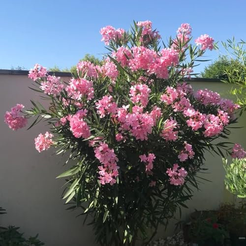 oleander winterhart samen, pflanzen samen, bäume pflanzen, blühende sträucher sträucher oleander samen, bonsaibaum, pflanzen züchten, kletterpflanzen winterhart pflanzen balkon, deko 15pcs