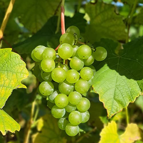 Cayuga Weiße Rebe 2L Pflanze für Anfänger und professionelle Gärtner - Ideal für Kleingarten, Garten - Schöne Pflanze mit ungewöhnlichen Blüten - Genießen Sie jeden Tag ihre Farben