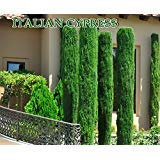 10 Semi Italiano di cipresso (Cupressus sempervirens), Toskana, oder Cimitero-Zypresse