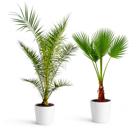 Palme Winterhart Für Außen - Palmen Winterhart Draußen - Palmen für draußen (Mix 2er-Set)