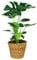 Bloomique - Monstera Deliciosa - Fensterblatt - Zimmerpflanzen - Pflegeleicht - Luftreinigend - Höhe 70-80 cm - Mit Rattan Korb 21 cm