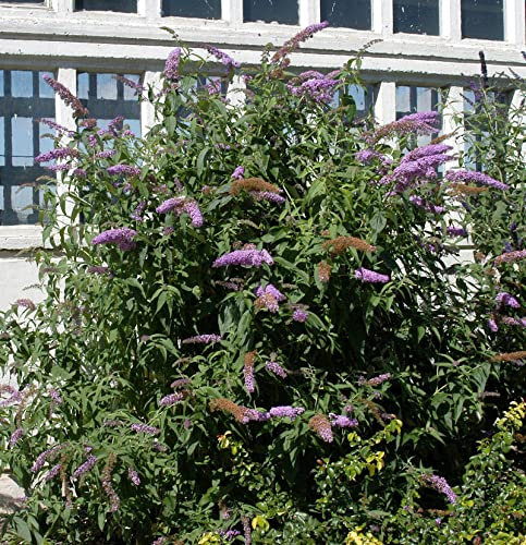 Sommerflieder Berries and Cream® 60-80cm - Buddleja - lebende Gartenpflanze aus den Baumschulen