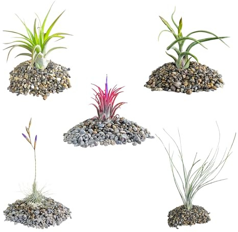 BROWN&GREEN Tillandsia - Plantas de Aire Natural - Tillandsias - Plantas de Aire - Tillandsia Planta Natural - Clavel del Aire - Planta - Plantas Aereas - Plantas Aereas Naturales (5, Mix)