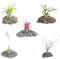 BROWN&GREEN Tillandsia - Plantas de Aire Natural - Tillandsias - Plantas de Aire - Tillandsia Planta Natural - Clavel del Aire - Planta - Plantas Aereas - Plantas Aereas Naturales (5, Mix)