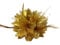 Gold Flora Feather Bead Corsage Hair Fascinator on Hairband Clip & Pin Festive Christmas