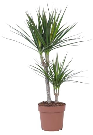 Plant in a Box - Dracaena Marginata - Drachenbaum - Zimmerpflanzen - Topf 17cm - Höhe 70-80cm