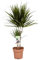 Plant in a Box - Dracaena Marginata - Drachenbaum - Zimmerpflanzen - Topf 17cm - Höhe 70-80cm