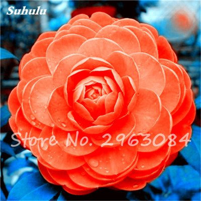 5 Pz rari semi Arcobaleno Camelia Fiore, DIY-Pflanze, duftender Duft von Fiori, Bonsai da interno piantare Fiori Semi 7