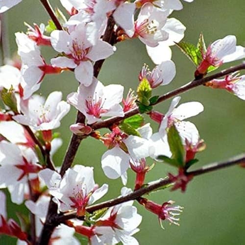 AMDGarden Ciliegio di Nanchino Ciliegio da Fiore Prunus Tomentosa in Vaso 18 cm Fiori Bianco Rosati Frutto Commestibile Ideale per Esterni