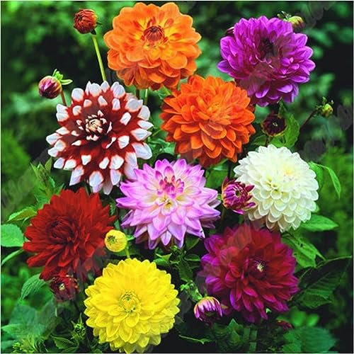 50 Unids Color Mezclado Caléndula Tagetes Flor Planta Hierba Semillas Bonsai Jardín Decoración para Plantación de Jardín Semillas de Tagetes