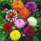 50 Unids Color Mezclado Caléndula Tagetes Flor Planta Hierba Semillas Bonsai Jardín Decoración para Plantación de Jardín Semillas de Tagetes