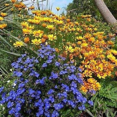 Semillas tajinaste azul de flores Ángel (Anchusa capensis) + 50 Semillas