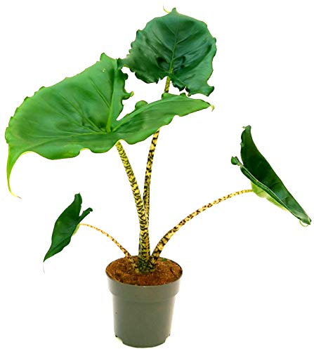 POWERS TO FLOWERS - ALOCASIA ZEBRINA, VASO 13CM, ORECCHIE D'ELEFANTE, pianta vera