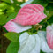 Actinidia Adam - Männlich 1L Garten Pflanzen mit schönen Blüten - Die perfekte Dekoration für Ihr Grundstück - Für Anfänger und professionelle Gärtner - Obst Kletterpflanzen für jede Wand im Garten