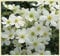 Clematis armandii | Clematis Bianca Perenne con Alga Rampicante | Fiori Rampicanti Resistenti-3seeds,C