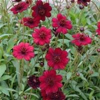Geum chiloense 'Blazing Sunset' 3 x Plug Plants